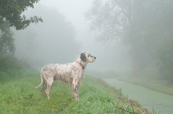 engelse setter