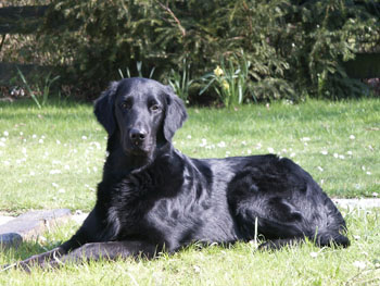 flatcoatspecialisatie